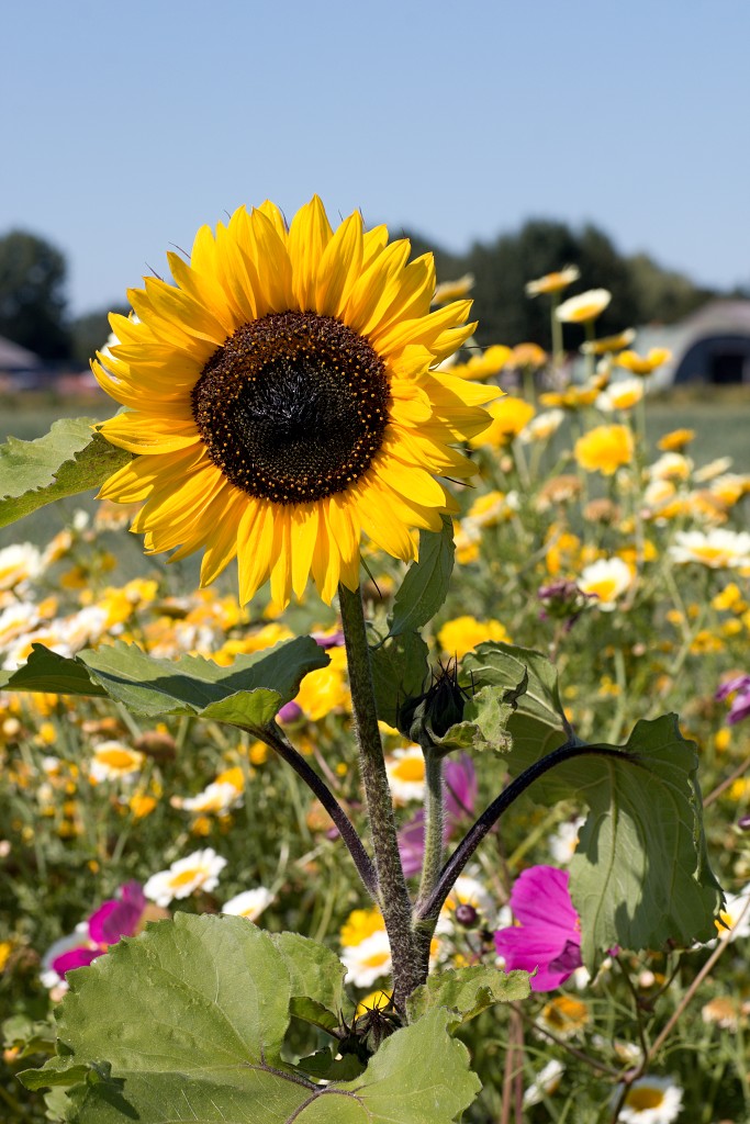 bloemen bloem hdr natuur flora roos rozen tulp tulpen orchidee orchideeen zonnebloem geranium cannabis marihuana wiet hennep sativa indica